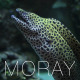 Moray  Underwater - VideoHive Item for Sale