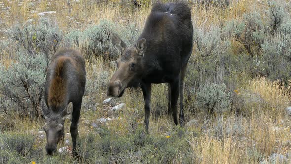 Cow and calf moose grazing in a field near Grand Teton National Park alt