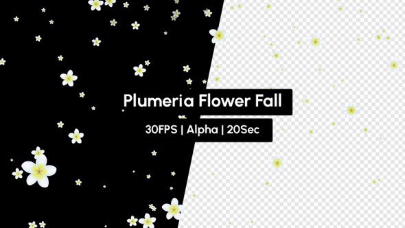 Plumeria Frangipani Flower Falling with Alpha alt