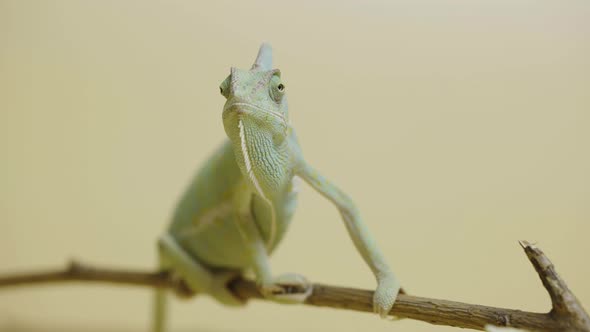 Colorful Chameleon Sits on Branch and Looks Around in Close Up on Beige Background alt