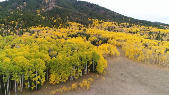 Aerial view looking down at aspen tree forest in green and yellow colors alt