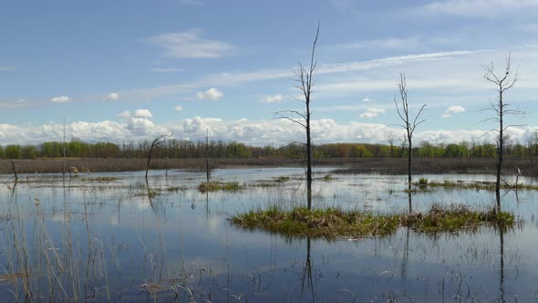 Sky Reflection On Wetland Water, Tranquil Environment Scene, Low, Panning alt