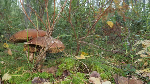 The Big Red Mushroom on the Forest Ground in Espoo Finland