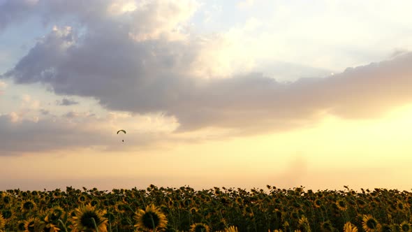 Paraglider flying against a sky over sunflower field at sunset alt