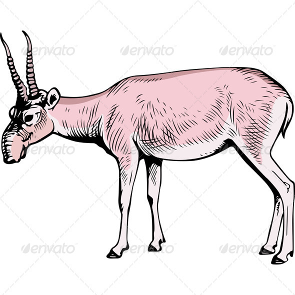 Saiga Antelope - Animals Characters