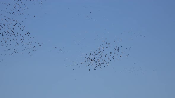 Crane Flocks of Birds Migrate by Rising and Turning With Thermal Air Currents alt