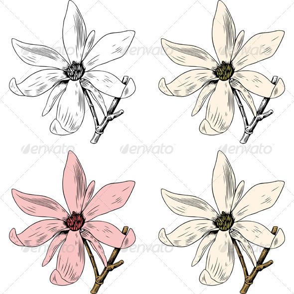 Anise Magnolia - Flowers & Plants Nature
