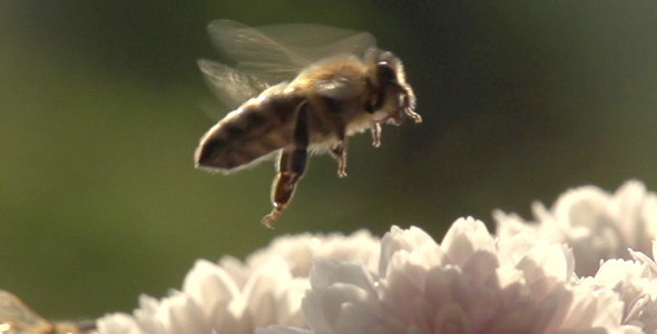 Bee 02