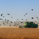 Harvester And Birds - VideoHive Item for Sale