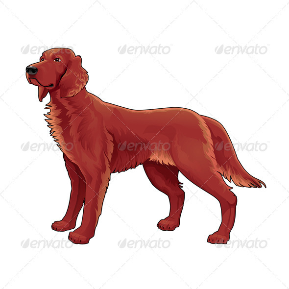Irish Setter. - Animals Characters