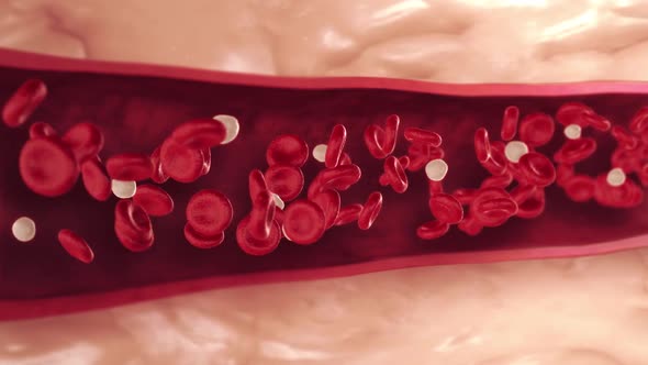 Red And White Blood Cells In Artery
