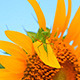 Mantis On Sunflower - VideoHive Item for Sale
