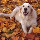 Portrait of a Beautiful Golden Retriever in Fallen Autumn Foliage - VideoHive Item for Sale
