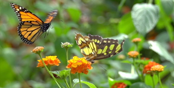 Butterfly 05