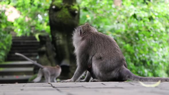 Back View clip of sharp focus on adult Macaque monkey carrying its baby with blurry background in Mo alt