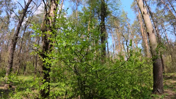 Walking Through the Forest with Pine Trees During the Day POV Slow Motion alt