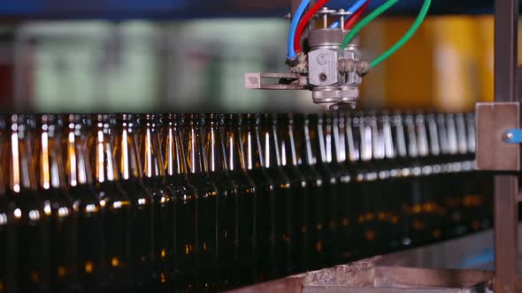 Beer Brown Bottles Move Along the Conveyor Belt