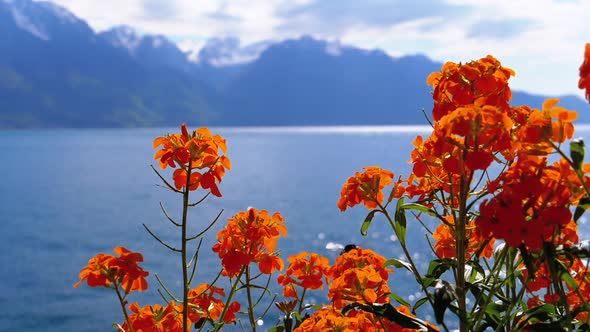 Flowers Against Alpine Mountains and Lake Geneva on Embankment in Montreux alt