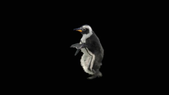 Penguin Dancing HD alt