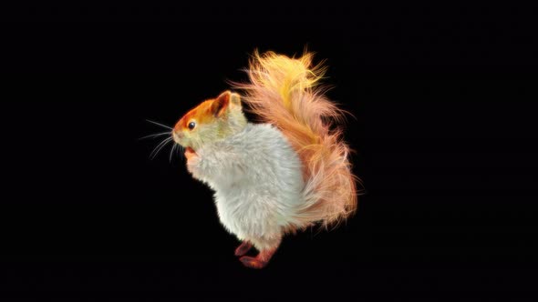 Squirrel Dancing 4K alt