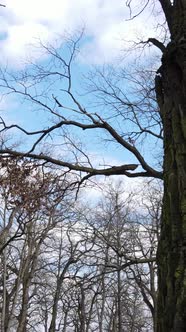 Vertical Video of the Forest with Trees Without Leaves Slow Motion alt