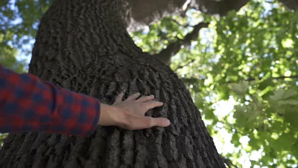 Close Up Man Hand's That Touching on Tree Trunk in the Forest