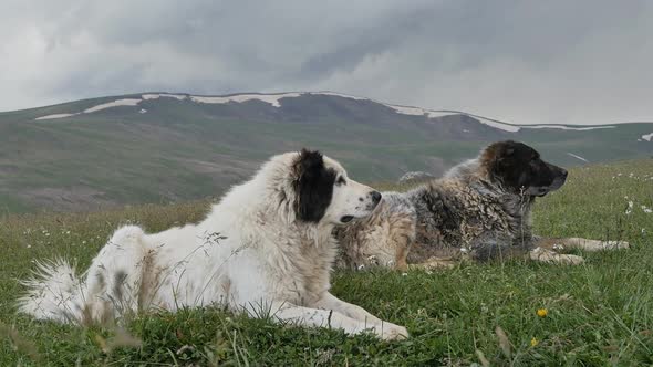 Two Large Shaggy Black and White Dogs Lie on the Grass High in the Mountains Where There is Snow on