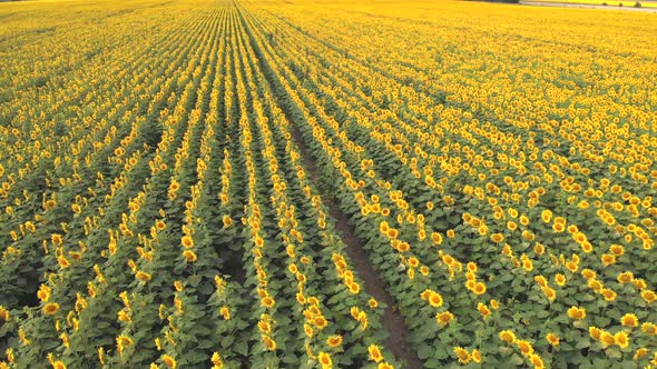 A Field with Sunflowers. Agro-industrial Complex. Sunflowers on the Background of Elevators