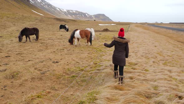 Iceland Tourist Walking Towards Horses In Winter 1