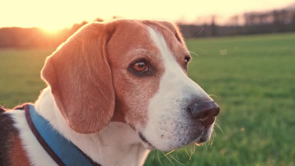 Beagle Dog Sits Outdoor in Rural Landscape at Sunset