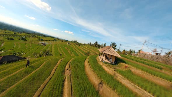 FPV Drone view over tropical nature rice fields