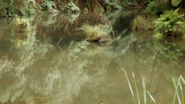 Beautiful Lake Elizabeth located in the Otway Ranges Rain Forest National Park, Victoria Australia. alt