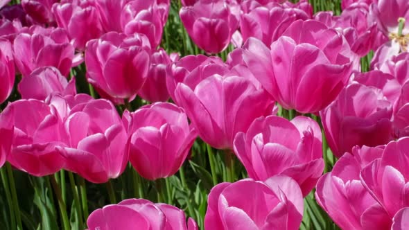 Blooming Tulips in Flower Garden alt