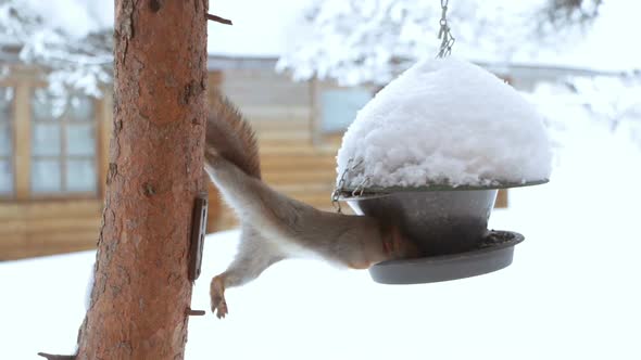Squirrel and Bird Feeder alt