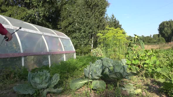 Man Spray Cabbage Bed in Garden
