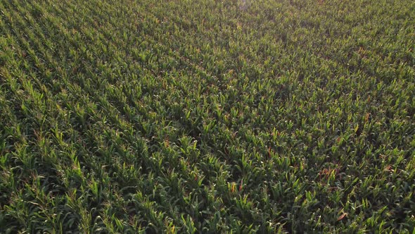 Field of Green Corn Aerial View of a Ripening Corn Plantation alt