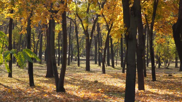 Yellow autumn leaves on trees and on the ground in the park