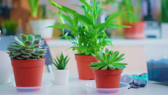 Gardening Tools on Kitchen Table alt