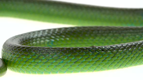 Rhinoceros Ratsnake or Rhynchophis Boulengeri. Also Known As Rhinoceros Snake, Rhino Rat Snake alt
