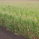 Sunlit Corn Shoots - VideoHive Item for Sale