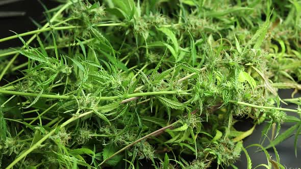 Big marijuana plant. Cannabis buds harvest day, organic weed grow, Trimming with scissors alt