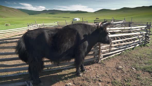 White Ger Tents and Horned Black Yak in the Geography of Mongolian Meadows alt
