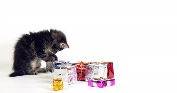 Brown Blotched Tabby Maine Coon, Domestic Cat, Kitten offered as a Gift ,  Normandy in France, alt