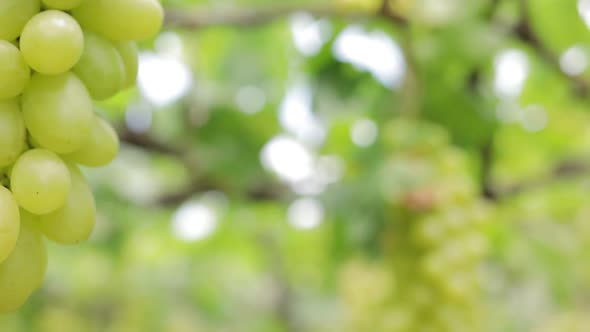 Green vineyards grown organically without pesticides. Golden yellow green grapes