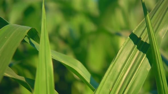 Details Growing Corn in Spring alt