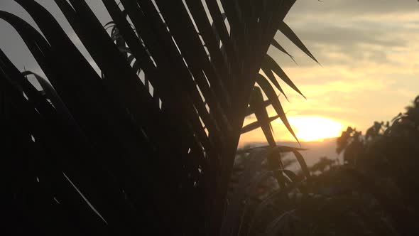 Palm And Sunset 2