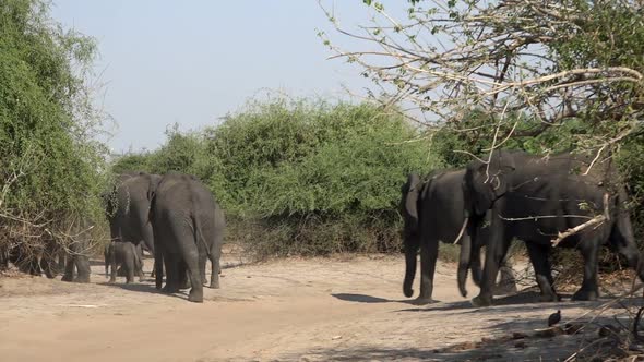 Herd Of African Elephants With Calves Walking In Chobe National Park, Botswana