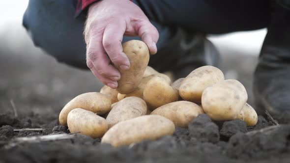 Farmer Collects and Sorts Fresh Potatoes alt
