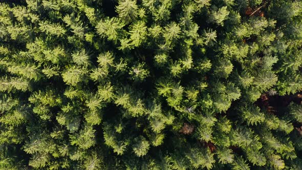 Top down shot over a green forest of confifer trees, fyling down slowly to get more details of the t alt