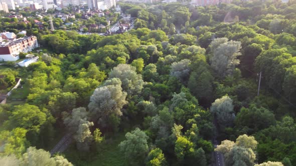 Green vivid trees greenery in city park aerial